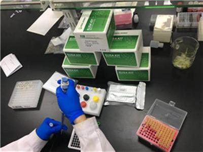 大鼠脑啡肽ELISA试剂盒实验科研